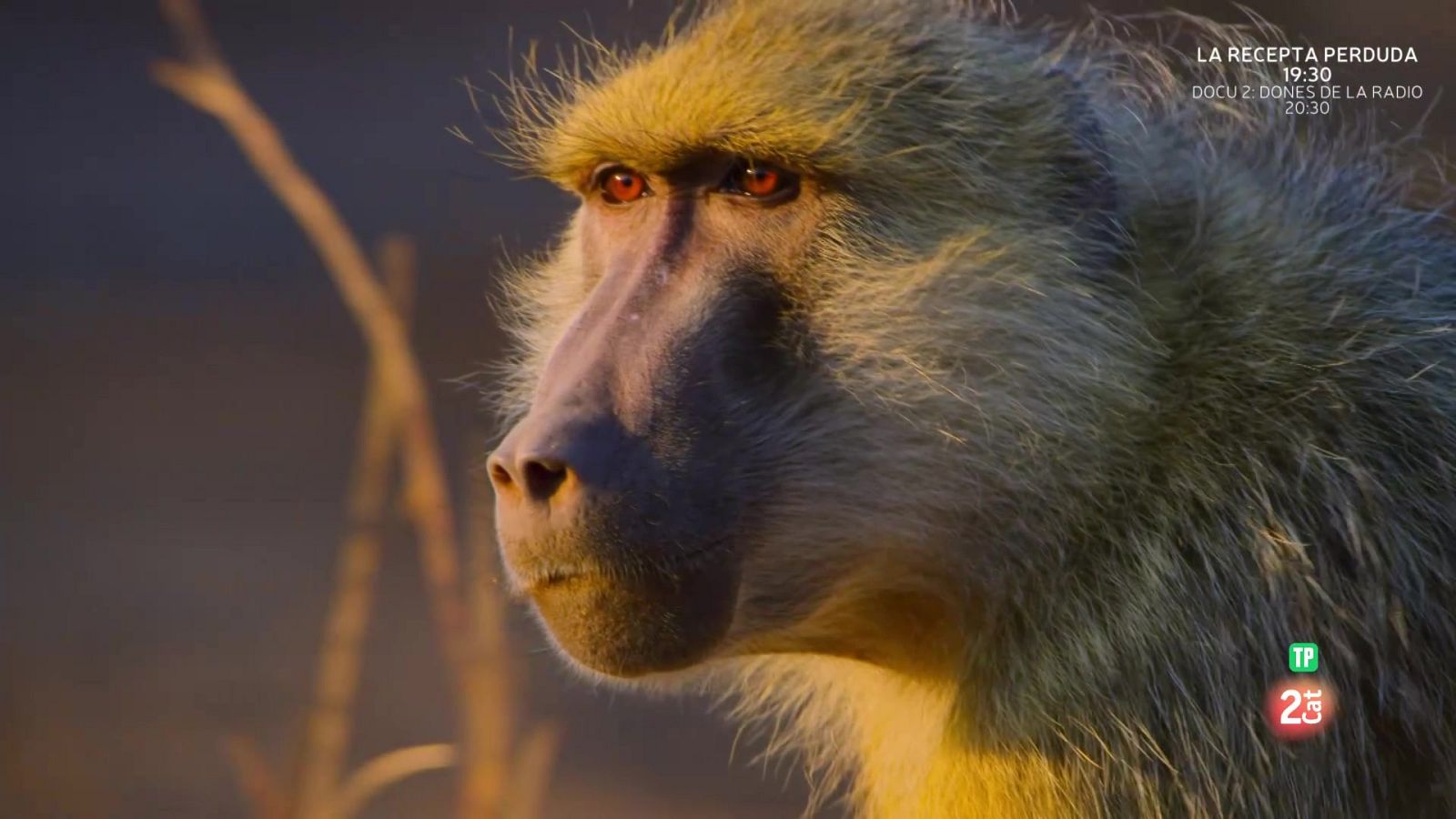 Edèn, paradisos remots:  Zàmbia, la Vall Maragda - Som Documentals | Veure documental