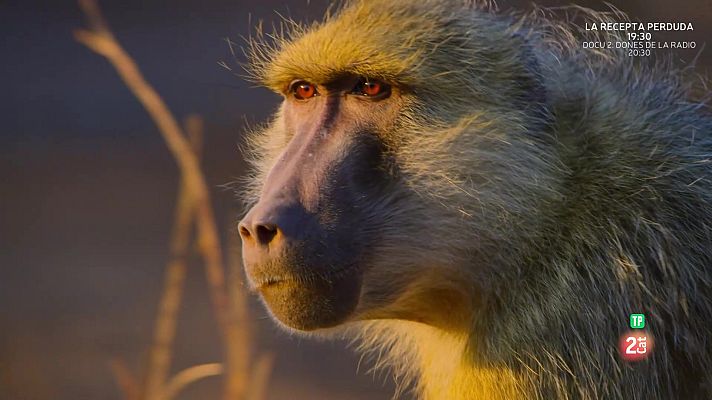 Som Documentals - Edèn, paradisos remots:  Zàmbia, la Vall Maragda