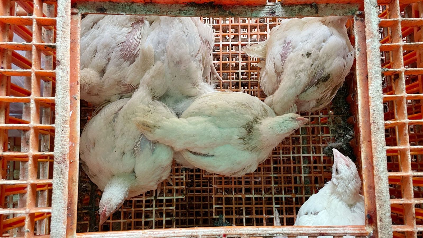 Telediario 1 en cuatro minutos - 10/11/25 - RTVE.es | Ver