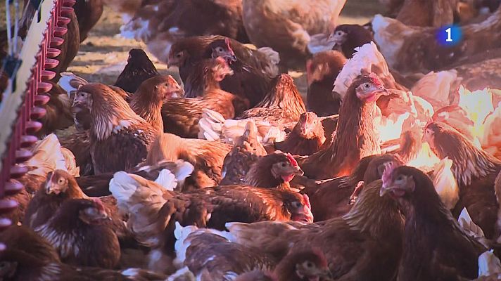 L'Informatiu - Catalunya confina aus de granja per frenar la grip aviària