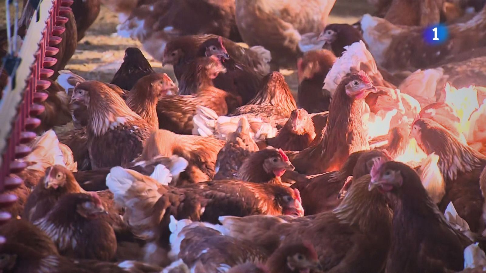 El Ministeri d'Agricultura activa un pla contra la grip aviària - L'Informatiu | Veure