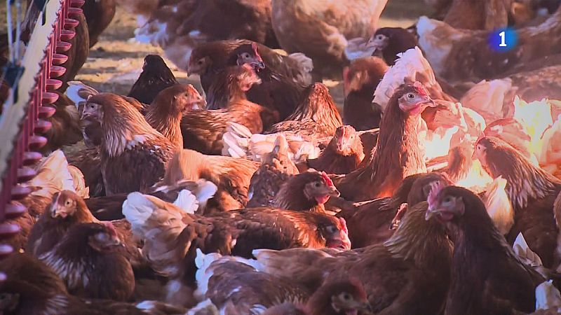 Catalunya confina aus de granja per frenar la grip aviària