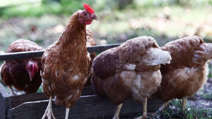 Telediario 1 - España decreta desde este lunes confinamientos de aves en casi 1.200 municipios para frenar el avance de la gripe aviar