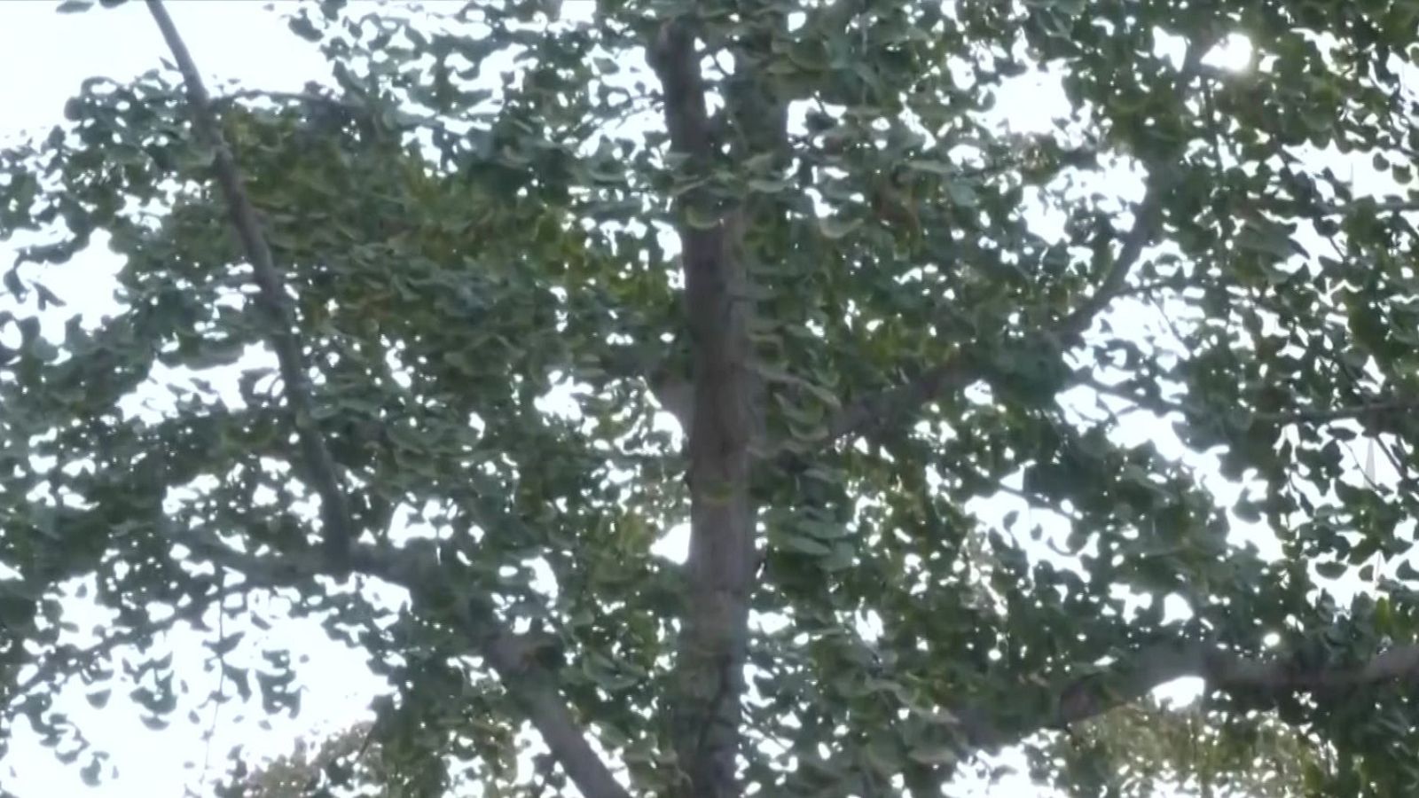 Veïns en guerra contra un arbre pudent - L'Altaveu - L'altaveu | Veure