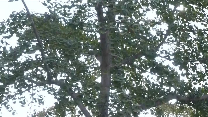 L'altaveu - Veïns en guerra contra un arbre pudent