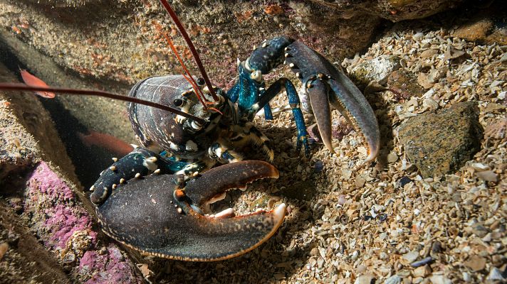 Informativo 24h - La Universidad de Oviedo desarrolla un método para detectar fraudes en el consumo de marisco