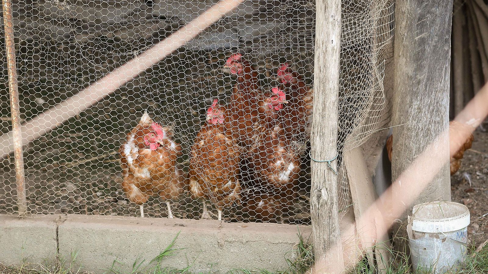 La economía - 10/11/25 - La economía | Ver