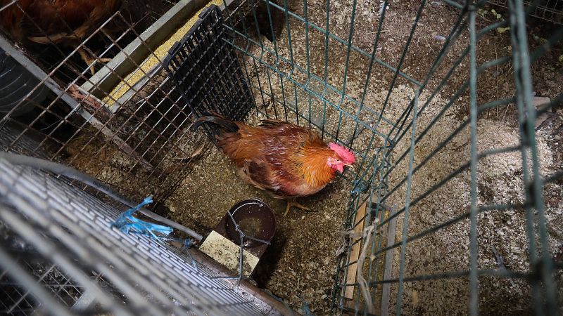 Preguntas y respuestas sobre la gripe aviar: ¿cuándo comenzó? ¿puede transmitirse a humanos?