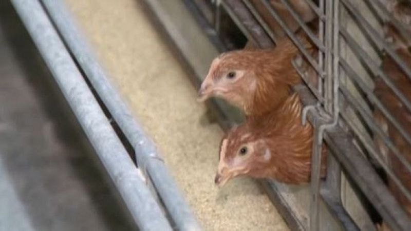 La crisis de la gripe aviar y la subida del precio de los huevos