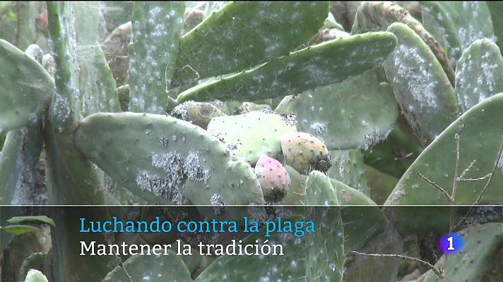 Telecanarias - Telecanarias - 11/11/2025