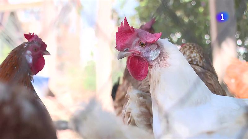Grip aviària: hi ha risc en consumir carn o ous?