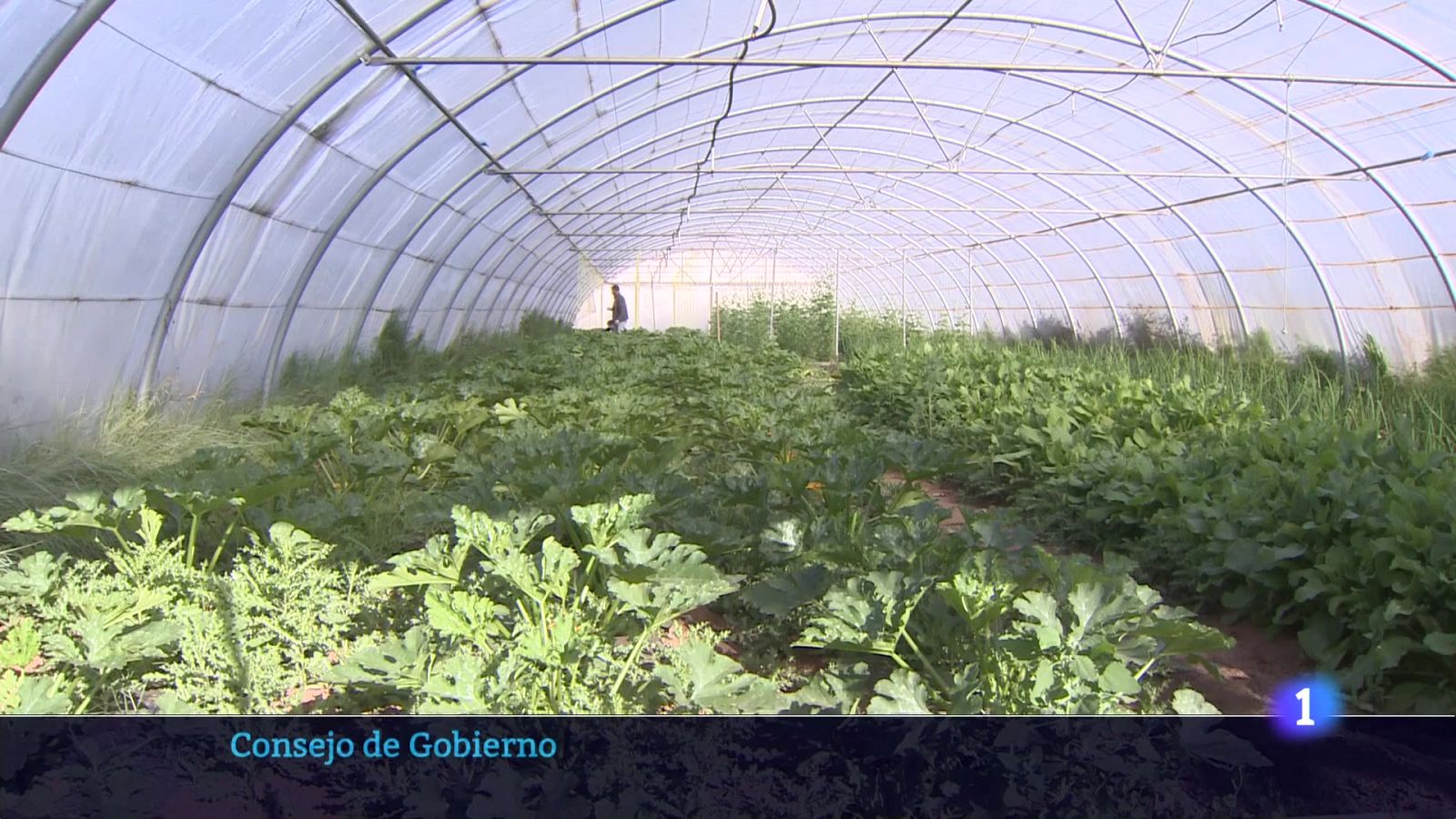 Informativo Telerioja 2 - 11-11-2025 - Informativo Telerioja | Ver