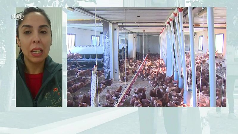 Medidas gripe aviar, ¿afectan a los trabajadores?