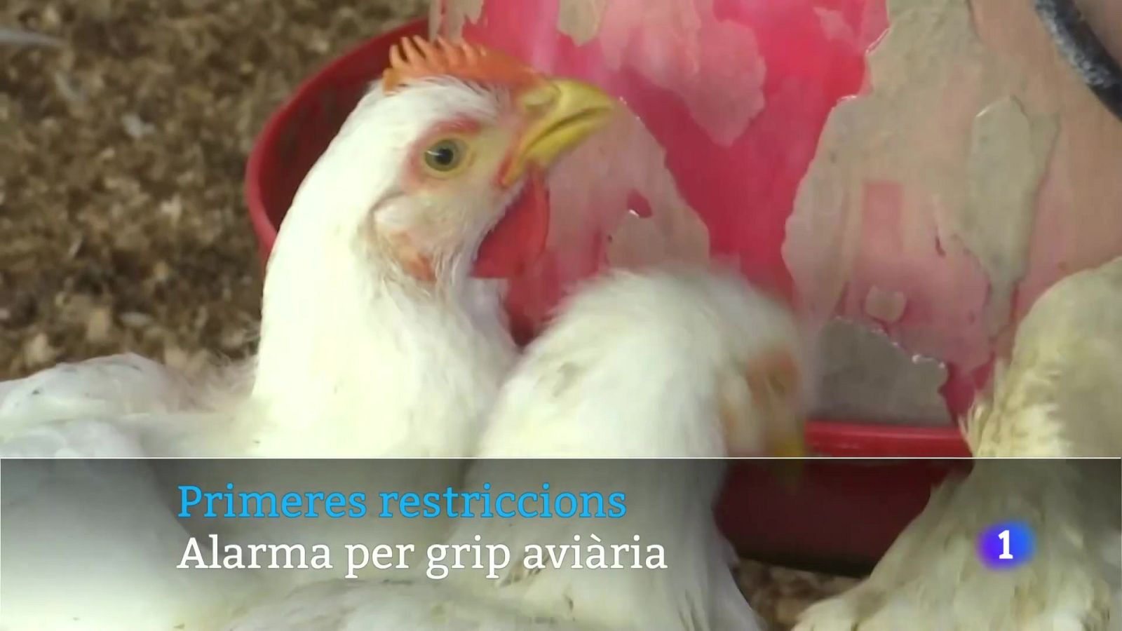 Informatiu Balear 1 - 12/11/25 Veure ara