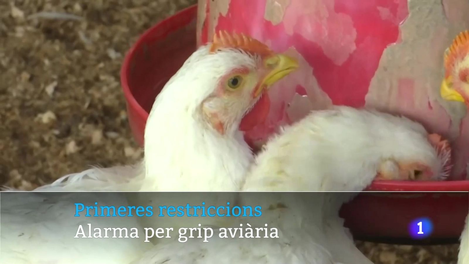 Informatiu Balear 2 - 12/11/25 Veure ara