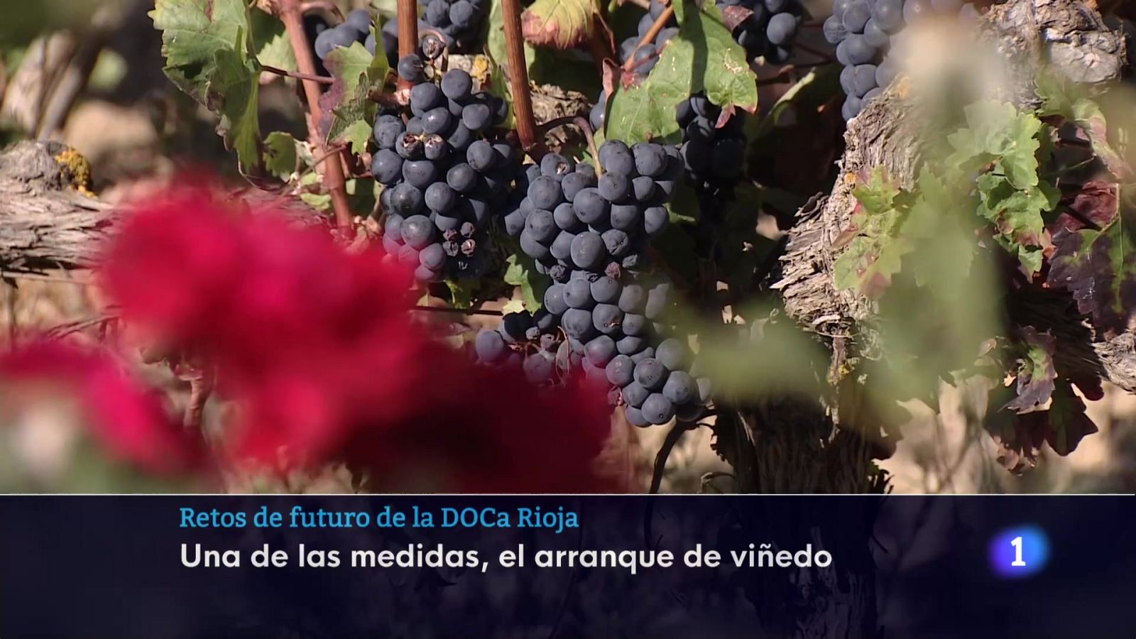 Informativo Telerioja 2 - 12-11-2025 | Ver