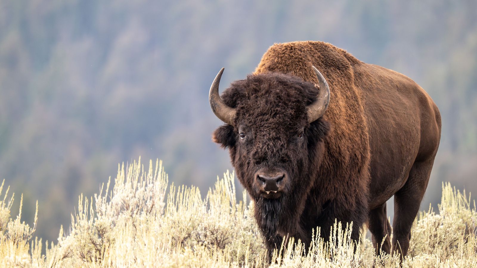 Las tribus indias vuelven a cazar bisontes para comer ante la falta de ayudas | Ver