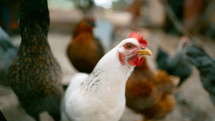 Telediario 1 - Agricultura confina todas las explotaciones de aves de corral al aire libre por la gripe aviar