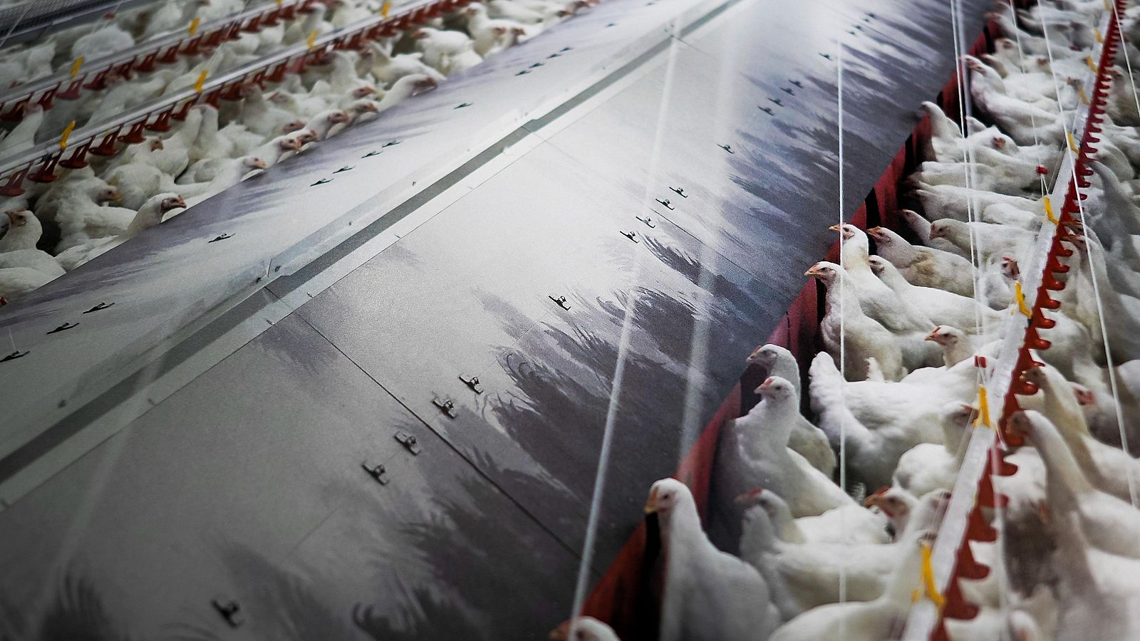 Europa - 14/11/25 | Ver