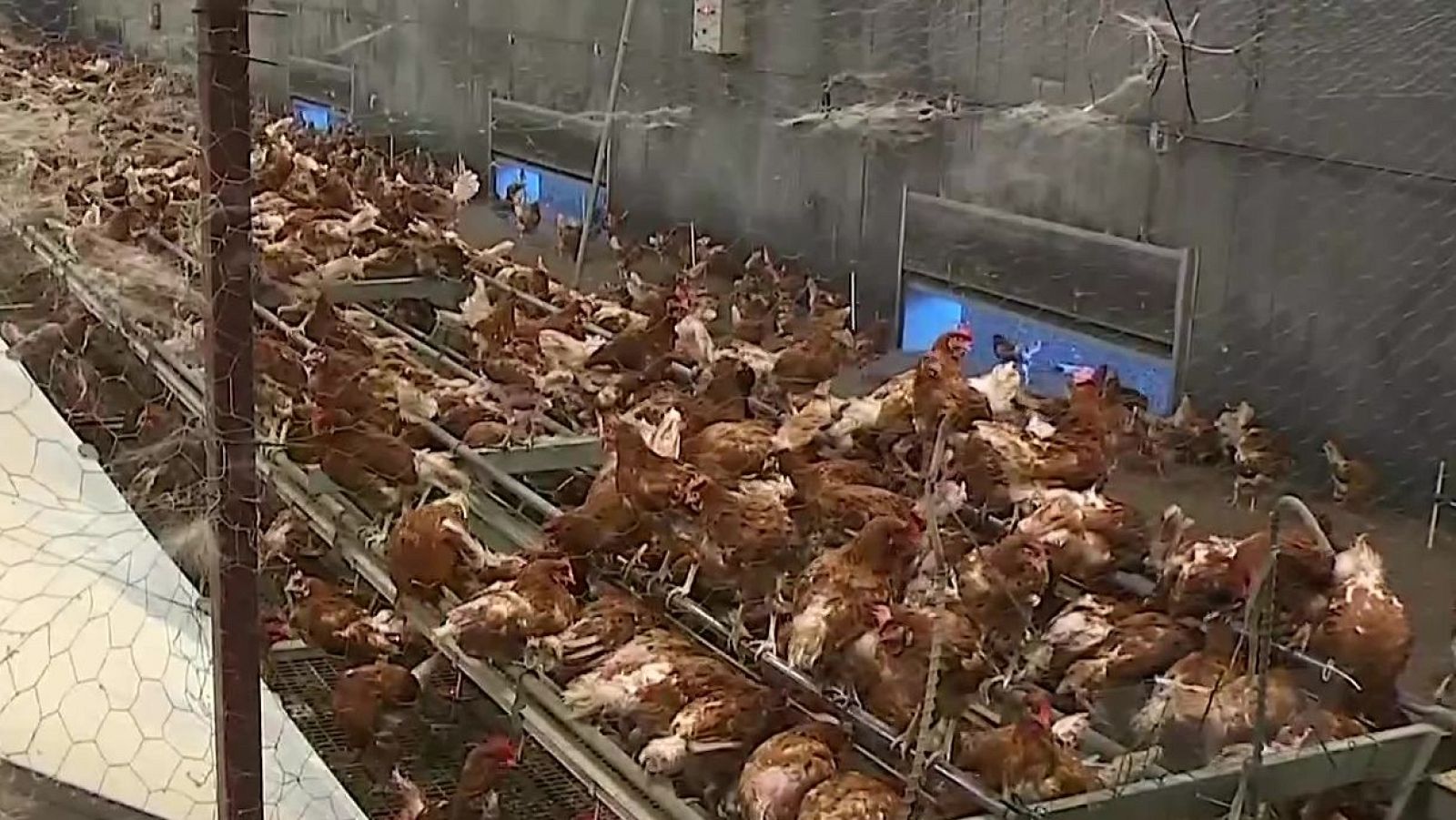 Agrosfera - 15/11/25 - Agrosfera | Ver