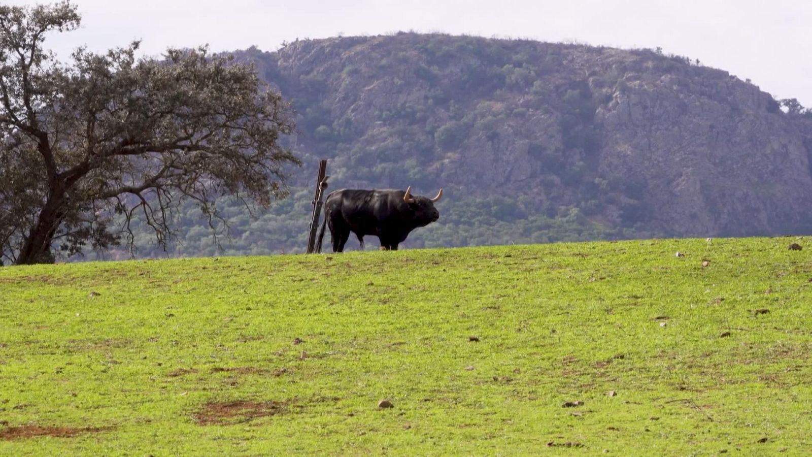 Tendido Cero - 15/11/25 - Tendido cero | Ver