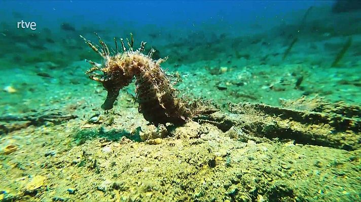 El escarabajo verde - Las fotos, para después