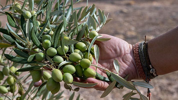 Telediario Fin de Semana - Arranca en toda España la campaña de la recogida de la aceituna