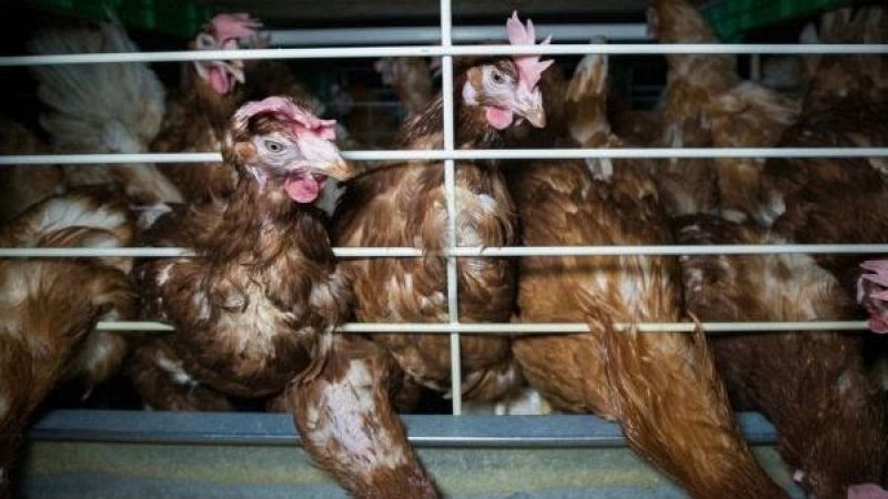 Gripe aviar en España, todo lo que necesitas saber