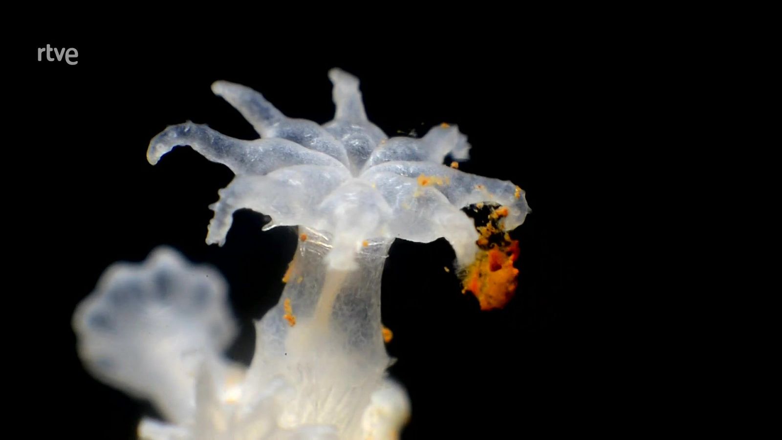 Hay otros mundos. Rubén Duro | Ver