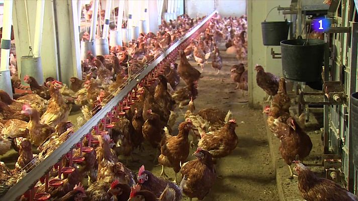 L'Informatiu - Agricultura es reuneix amb el sector avícola davant la grip aviària