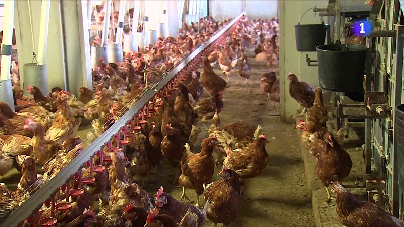 Agricultura es reuneix amb el sector avícola davant la grip aviària - L'Informatiu | Veure