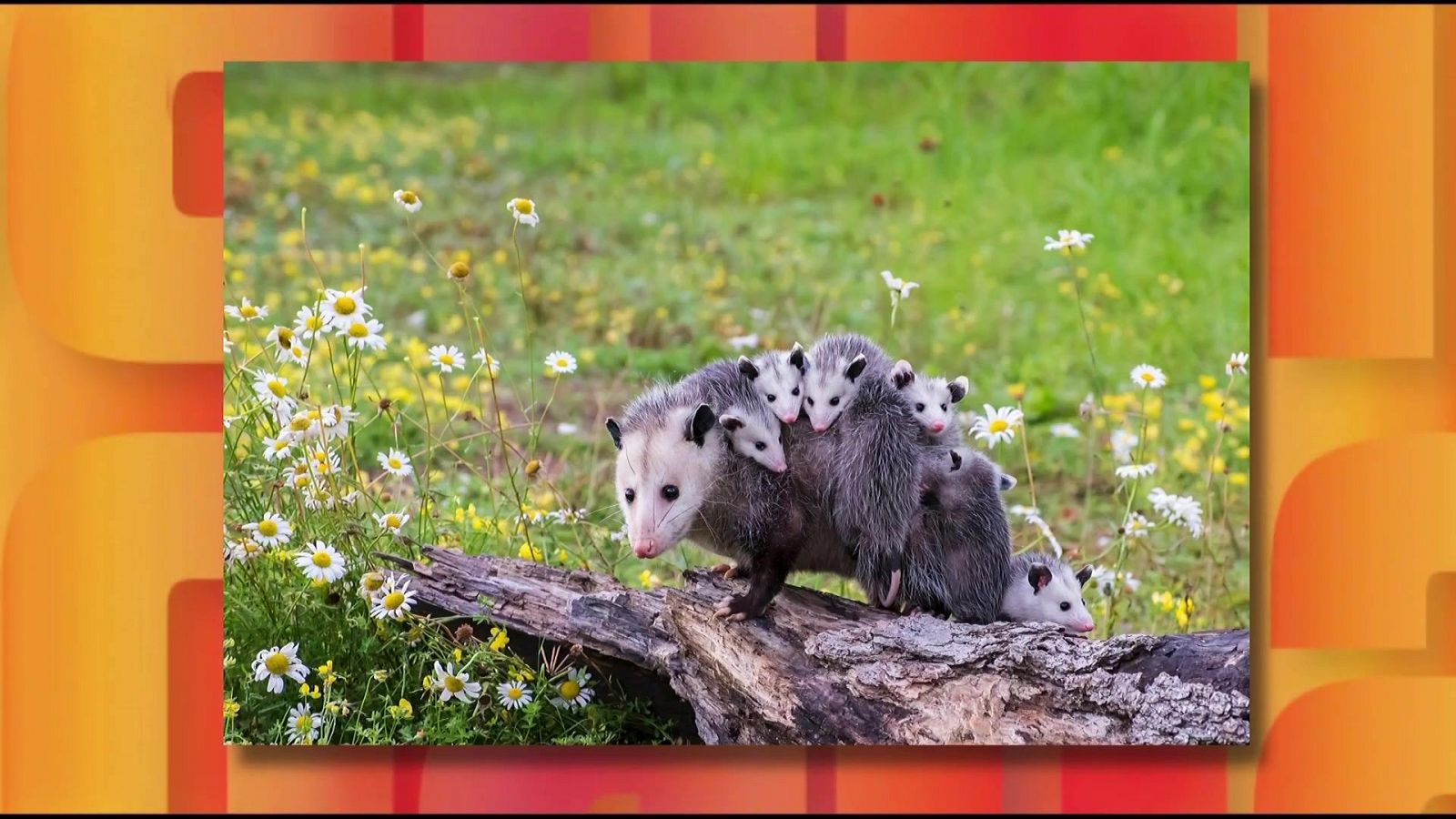 Saber y ganar - 18/11/25 - Saber y ganar | Ver