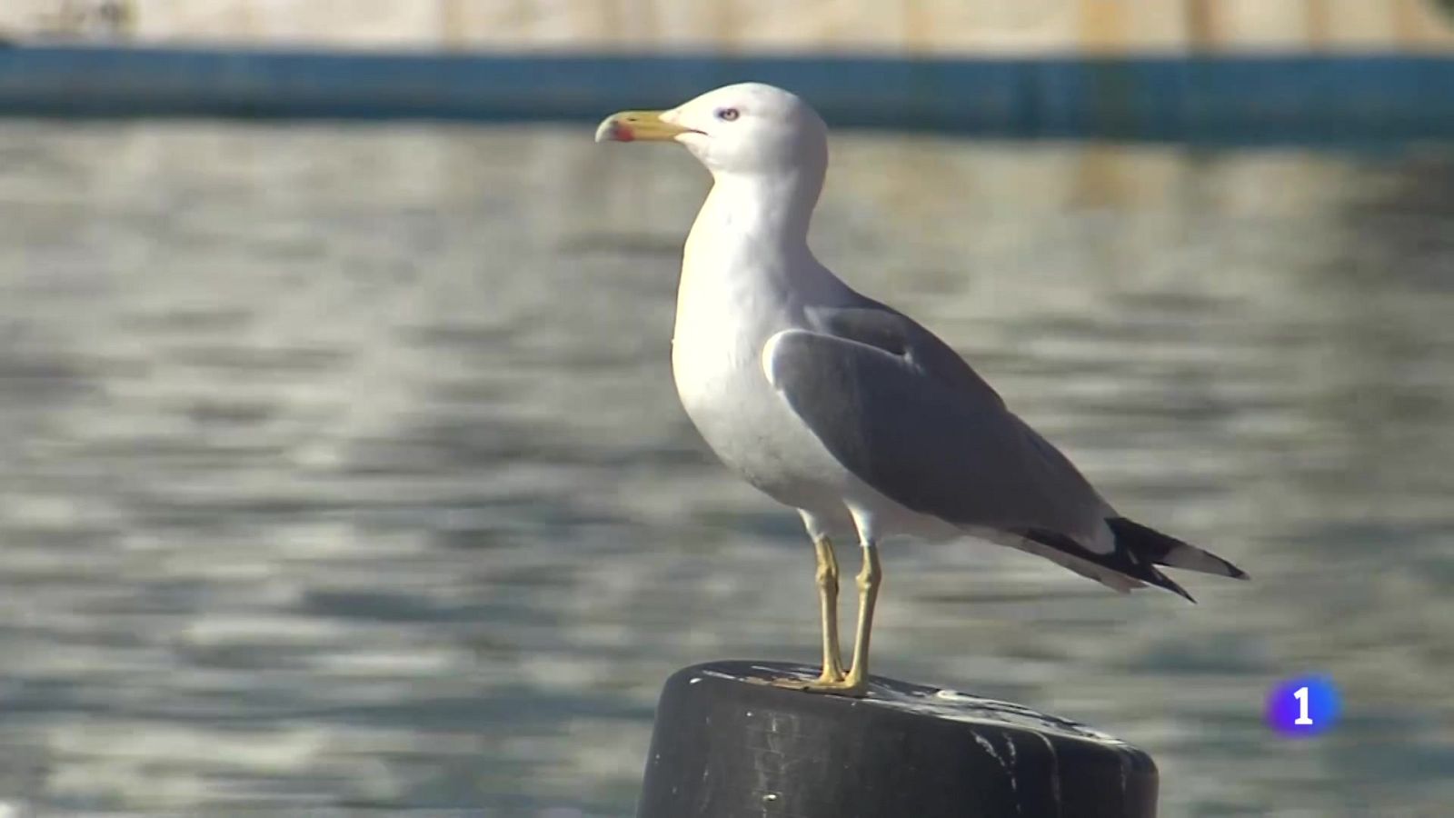 L'Informatiu Comunitat Valenciana 1 - 19/11/25 | Ver