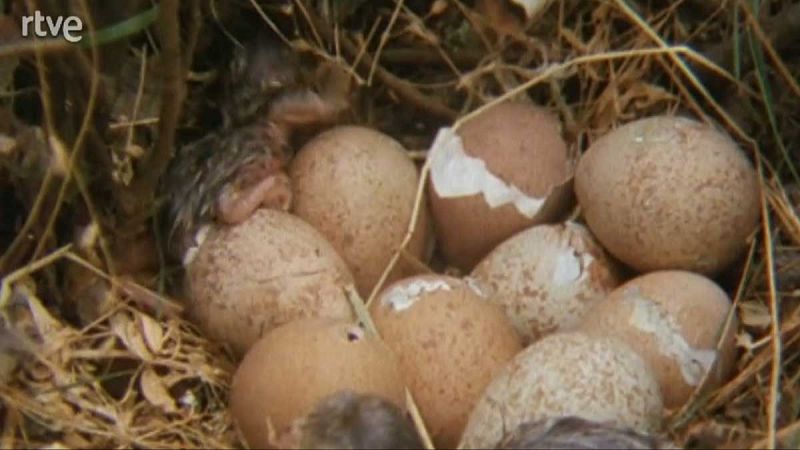 Silencio roto - Amaneceres - Silencio roto | Ver