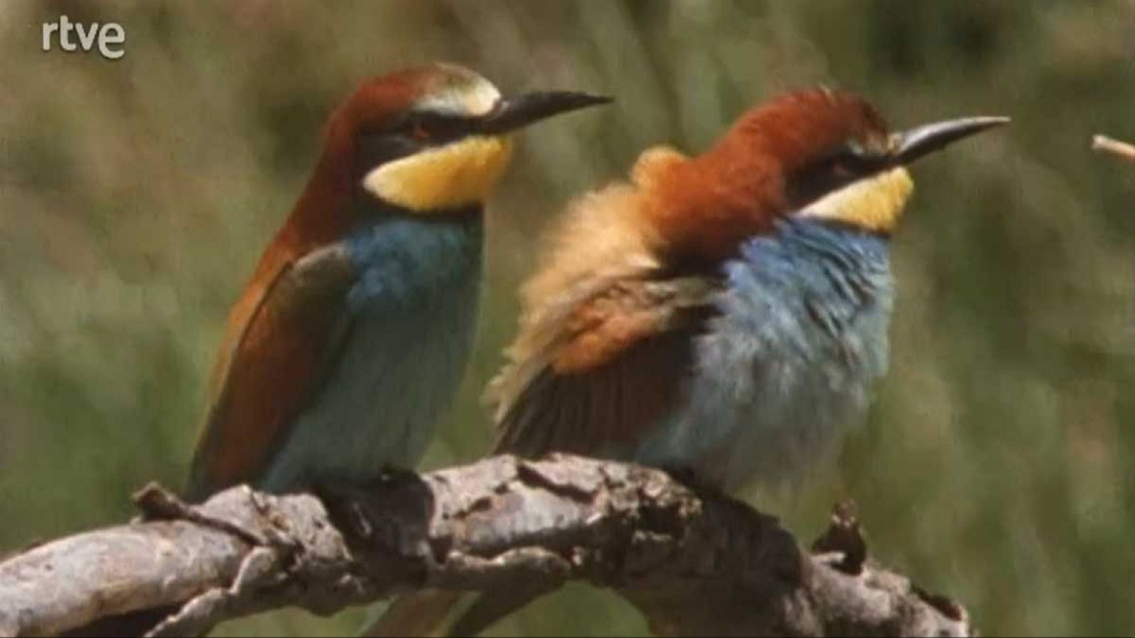 Silencio roto - Amores - Silencio roto | Ver