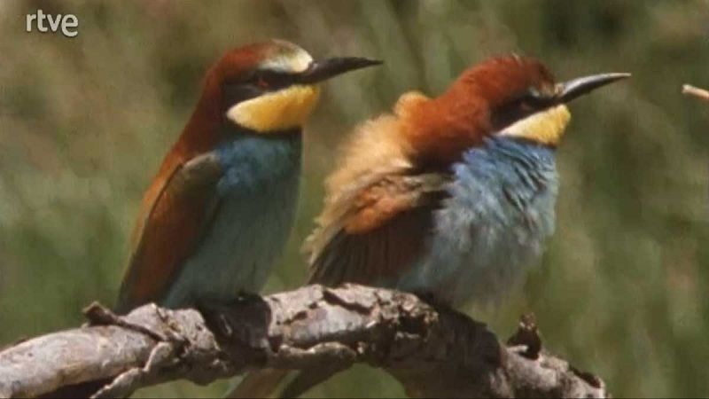 Silencio roto - Amores - Silencio roto | Ver