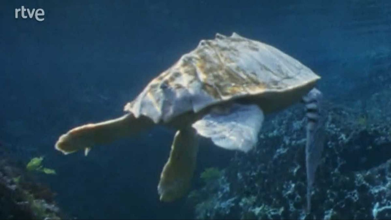 Silencio roto - En lo denso - Silencio roto | Ver