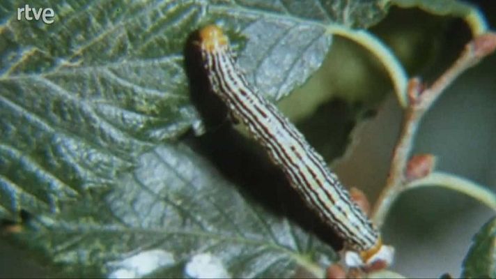 Silencio roto - Los más lentos