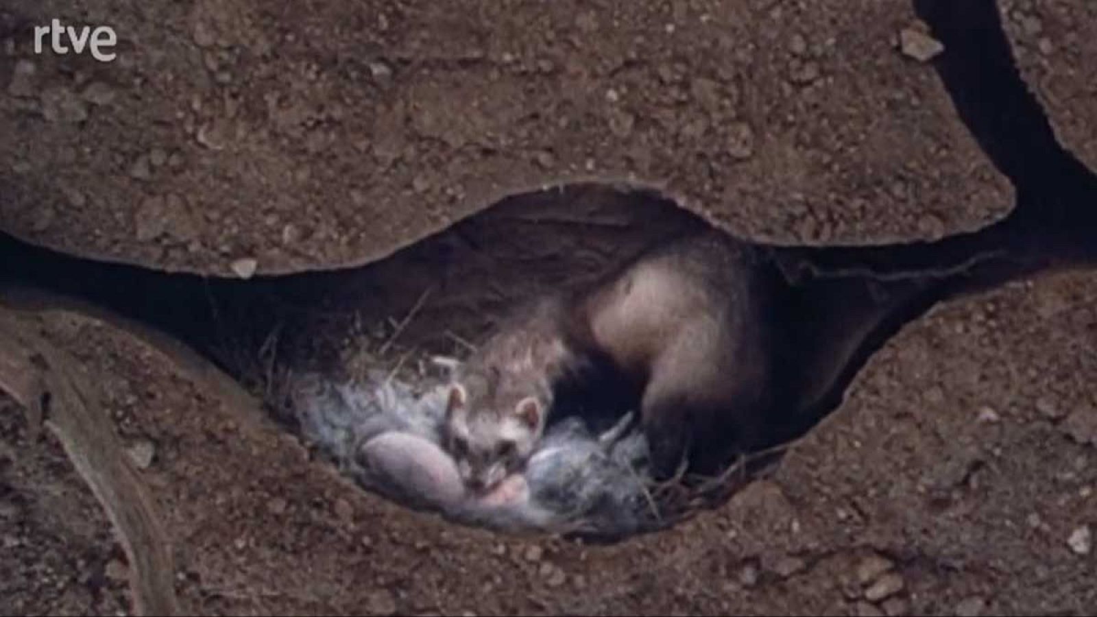 Silencio roto - Infancias - Silencio roto | Ver