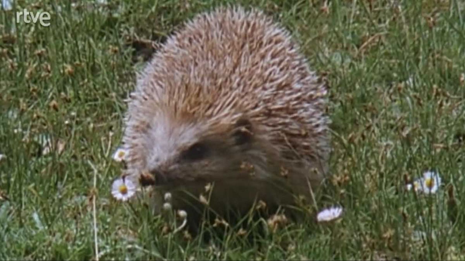 Silencio roto - Sobrevivir - Silencio roto | Ver