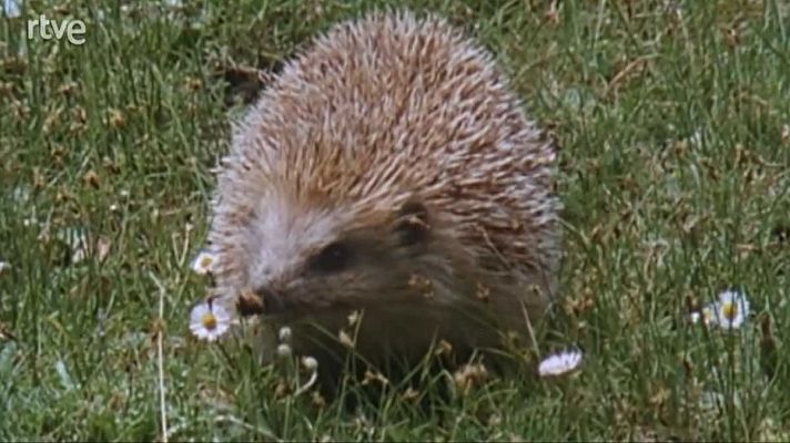 Silencio roto - Sobrevivir