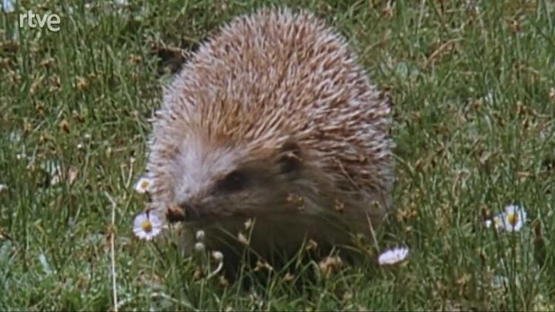 Silencio roto - Sobrevivir - Silencio roto | Ver