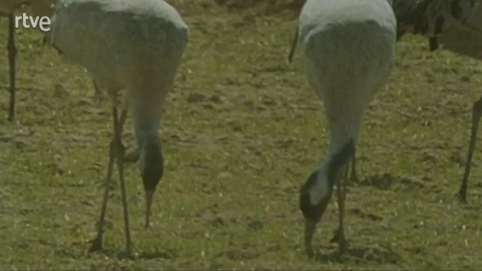 Silencio roto - Primer escalón - Silencio roto | Ver