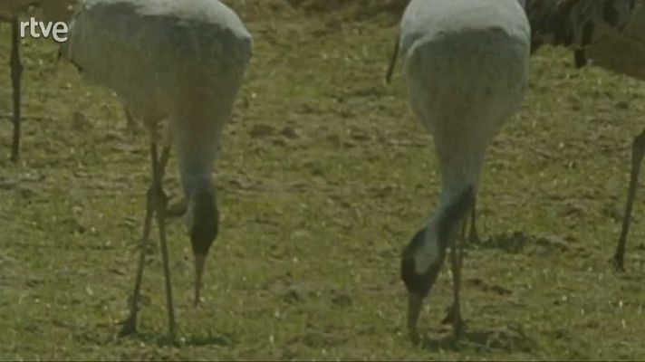 Silencio roto - Primer escalón