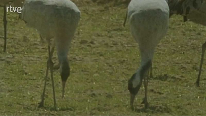 Silencio roto - Primer escal�n - Silencio roto | Ver