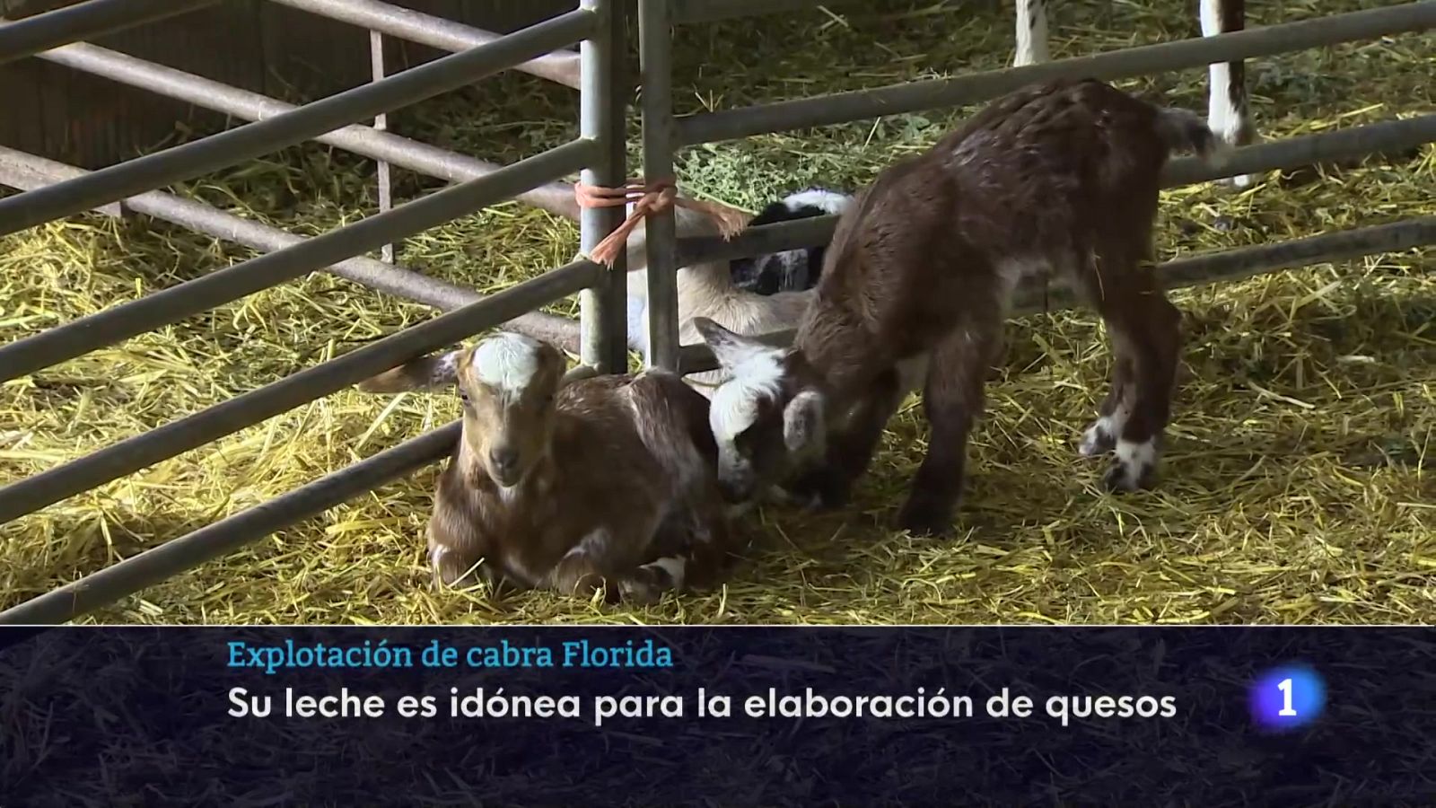 Telerioja en 2 - 20-11-2025 | Ver