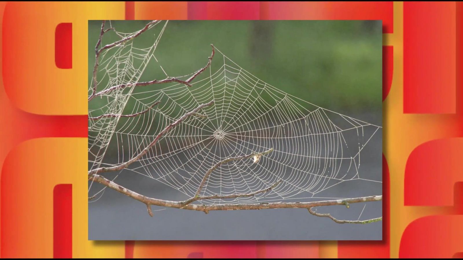 Saber y ganar - 20/11/25 - Saber y ganar | Ver