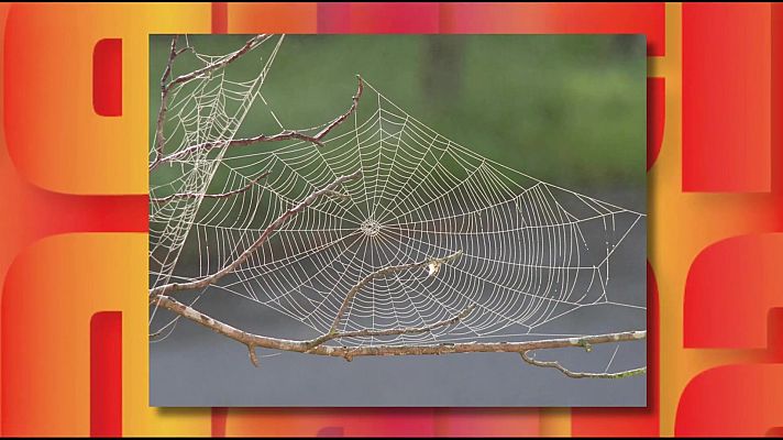 Saber y ganar - Saber y ganar - 20/11/25