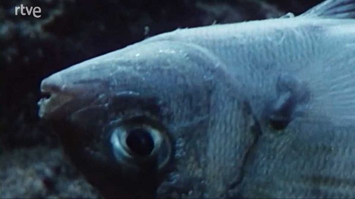 Silencio roto - A expensas de