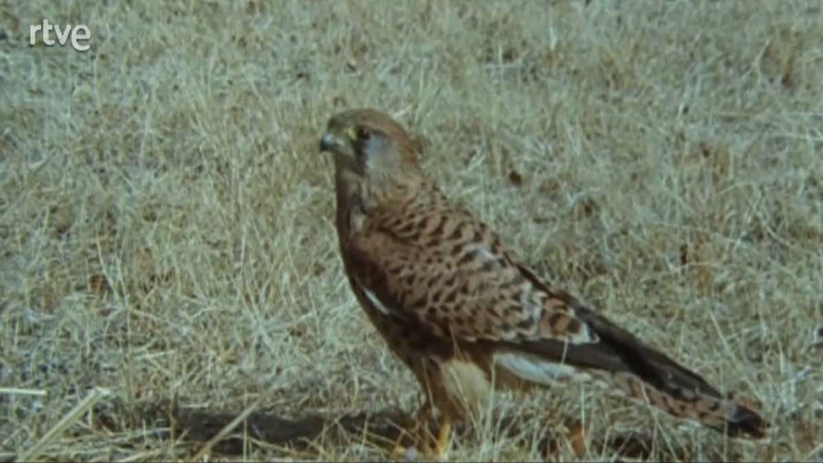 Silencio roto - Cuerpo a cuerpo - Silencio roto | Ver